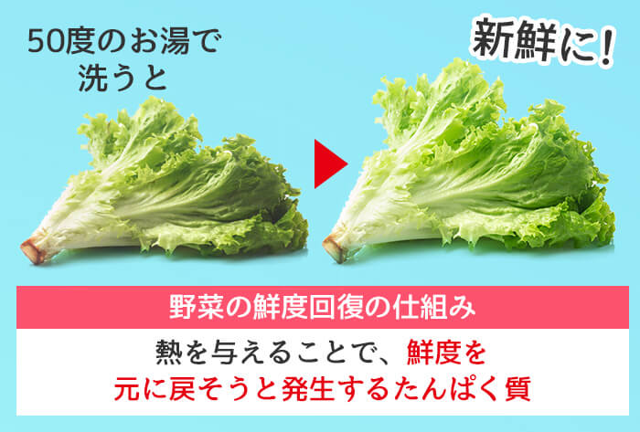 野菜の鮮度回復の仕組み